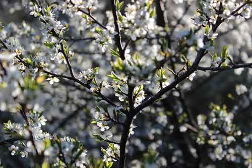 13-Blackthorn&Bracken-17