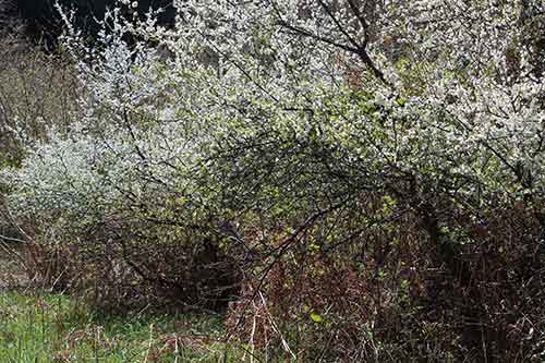 13-Blackthorn&Bracken-18