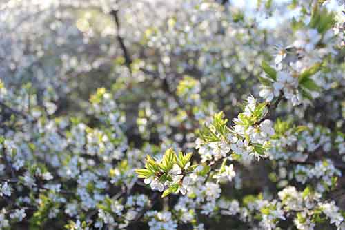 13-Blackthorn&Bracken-19