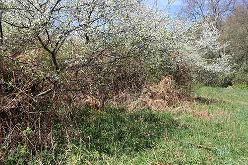 13-Blackthorn&Bracken-20