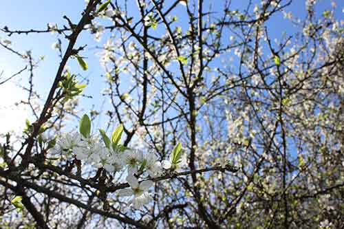 13-Blackthorn&Bracken-21