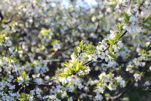 13-Blackthorn&Bracken-23