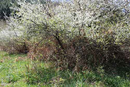 13-Blackthorn&Bracken-24