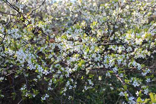 13-Blackthorn&Bracken-25