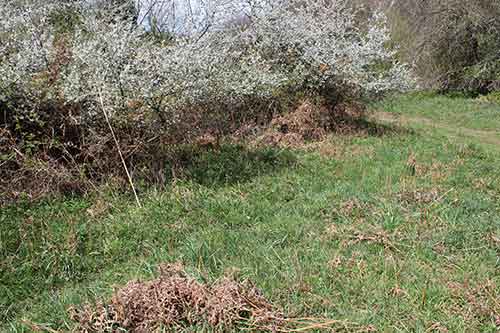 13-Blackthorn&Bracken-26