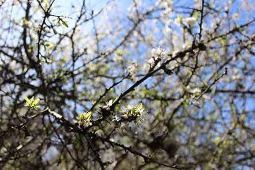 13-Blackthorn&Bracken-27