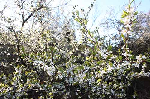 13-Blackthorn&Bracken-28