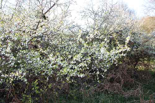 13-Blackthorn&Bracken-29