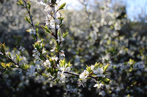 13-Blackthorn&Bracken-30