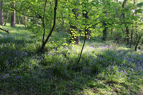 14-BluebellsKingsbridge-02