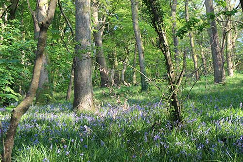 14-BluebellsKingsbridge-03