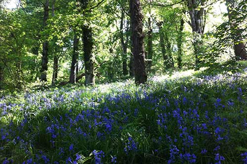 14-BluebellsKingsbridge-04