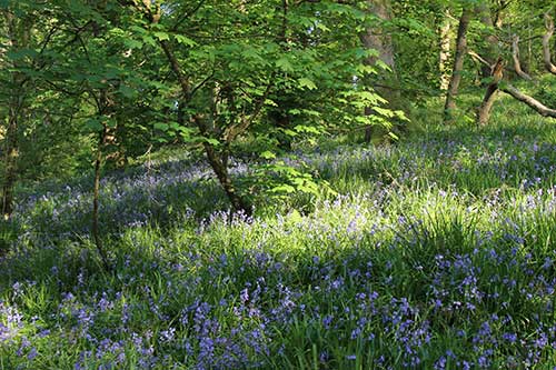 14-BluebellsKingsbridge-06