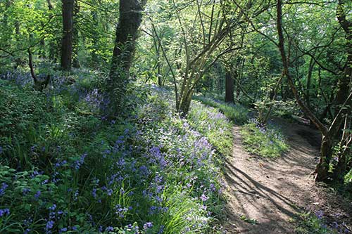 14-BluebellsKingsbridge-07