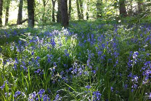 14-BluebellsKingsbridge-07a