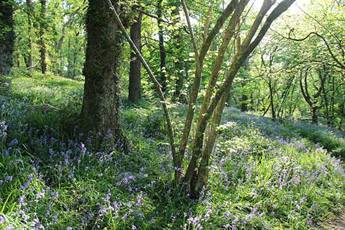 14-BluebellsKingsbridge-08