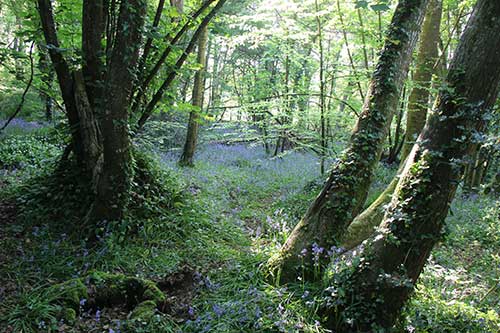 14-BluebellsKingsbridge-09