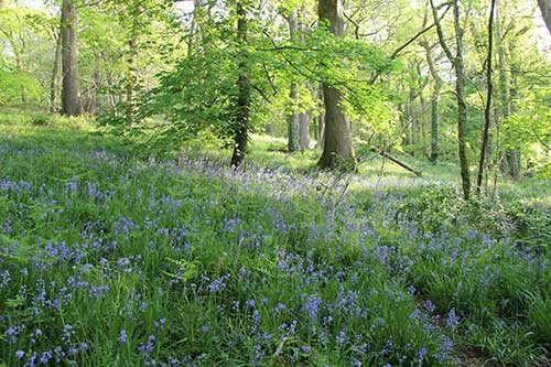 14-BluebellsKingsbridge-10