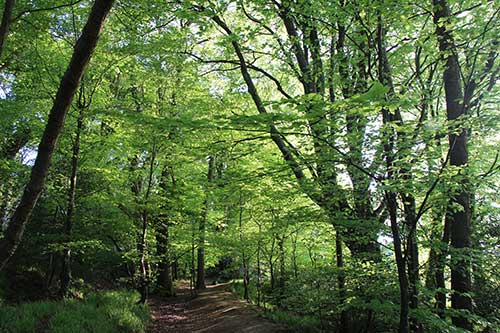 14-BluebellsKingsbridge-11