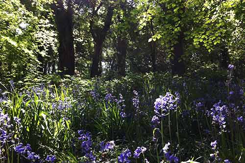 14-BluebellsKingsbridge-11a