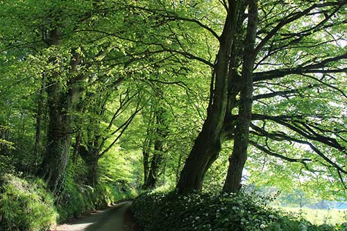 14-BluebellsKingsbridge-12