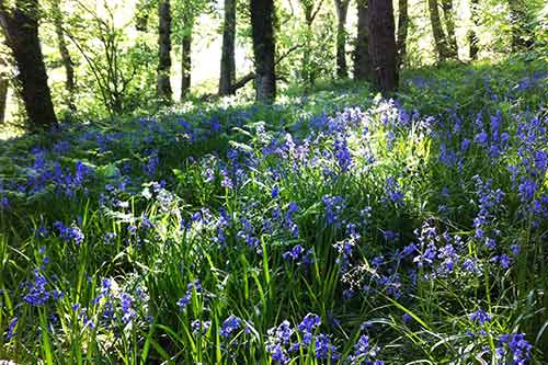 14-BluebellsKingsbridge-1a