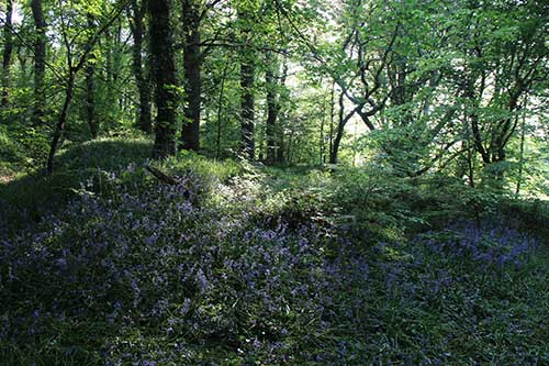 14-BluebellsKingsbridge-2a