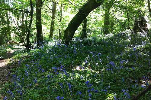 14-BluebellsKingsbridge-7b