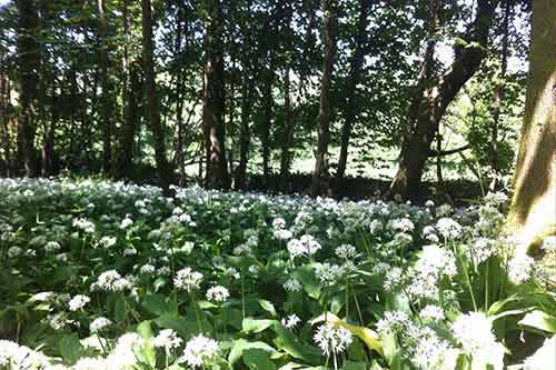 14-Bluebells+Ramasons-Kingsbridge-1