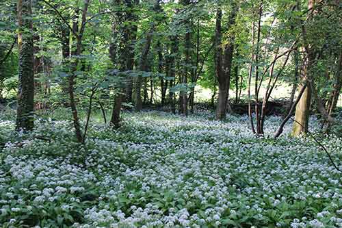 14-Bluebells+Ramasons-Kingsbridge-2