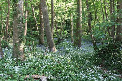 14-Bluebells+Ramasons-Kingsbridge-3