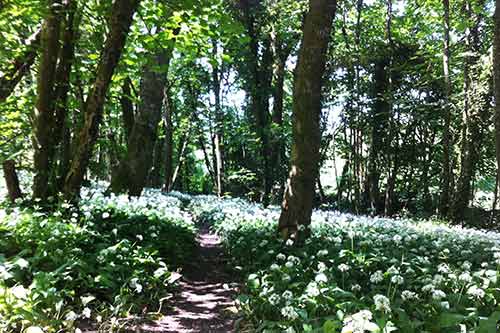 14-Bluebells+Ramasons-Kingsbridge-3a