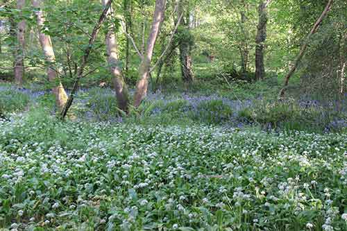 14-Bluebells+Ramasons-Kingsbridge-4