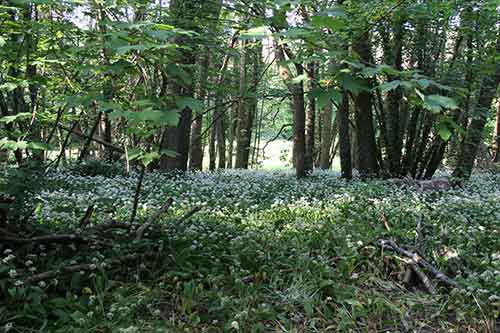 14-Bluebells+Ramasons-Kingsbridge-5