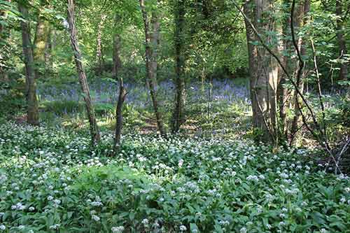 14-Bluebells+Ramasons-Kingsbridge-6