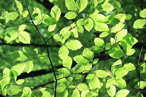 15-Bluebells-Faun-01