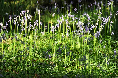 15-Bluebells-Faun-02