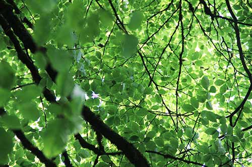 15-Bluebells-Faun-04