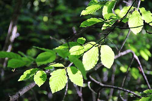 15-Bluebells-Faun-05