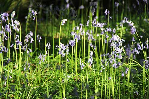 15-Bluebells-Faun-06