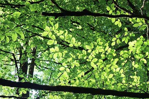 15-Bluebells-Faun-09