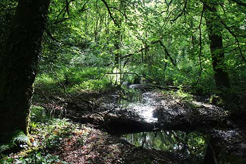 15-Bluebells-Faun-10