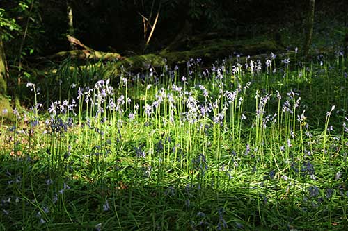 15-Bluebells-Faun-11