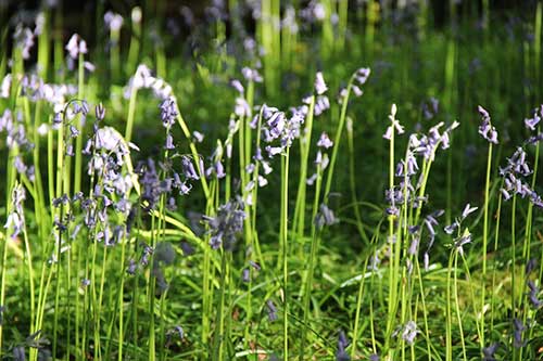 15-Bluebells-Faun-12