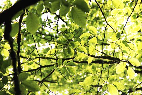 15-Bluebells-Faun-13