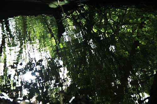 15-Bluebells-Faun-14