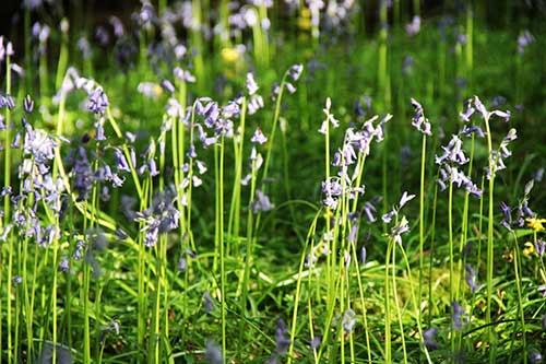 15-Bluebells-Faun-15