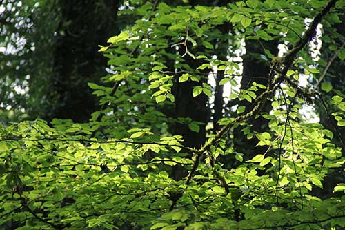 15-Bluebells-Faun-16