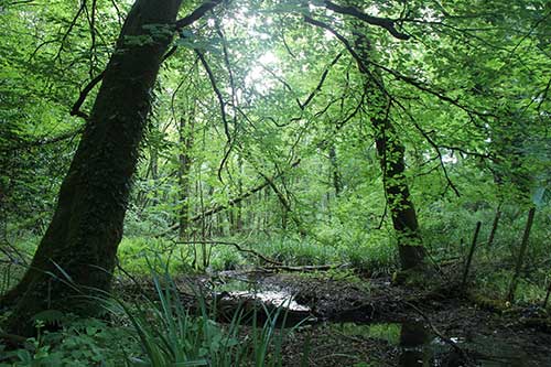 15-Bluebells-Faun-17