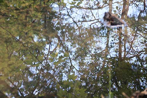 15-Bluebells-Faun-18